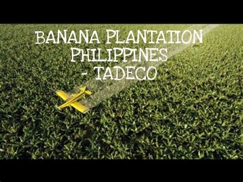 list of banana plantation in davao city|TADECO .